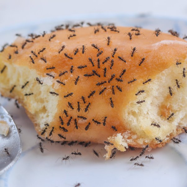Is It Safe to Eat Ants in Food