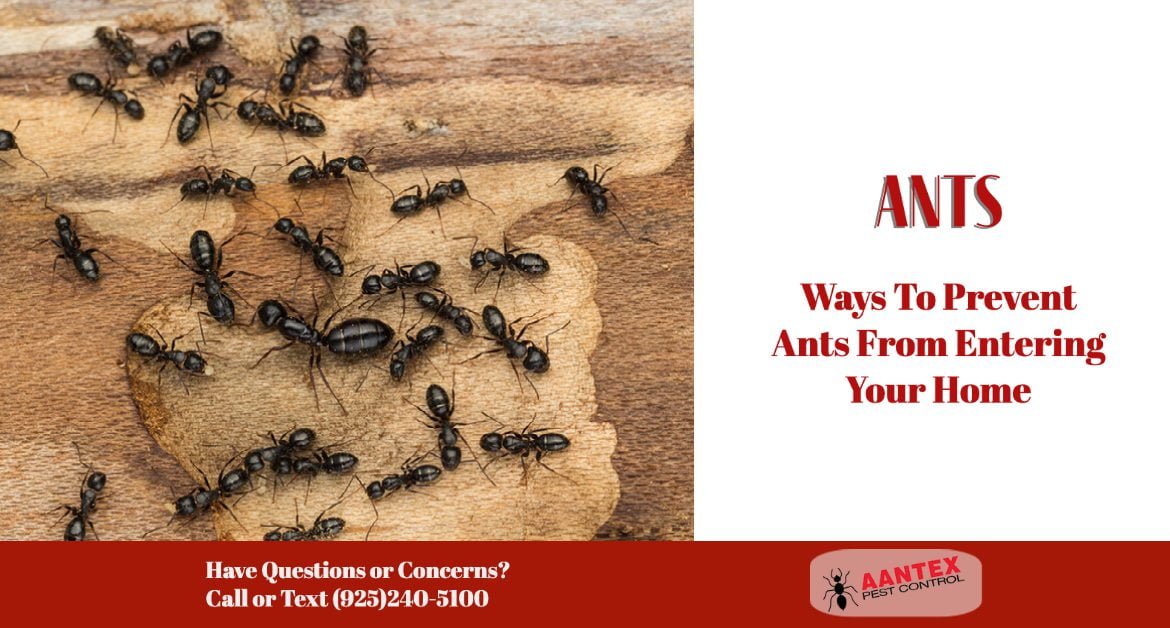 Prevent Ants from Entering House
