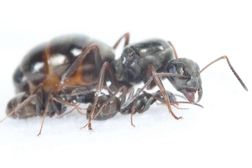 Queen Ant Stopped Laying Eggs