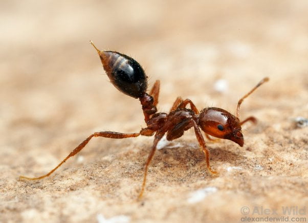 What Ant Can Kill You