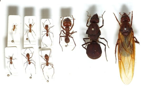 What Ant Species Have Supermajors