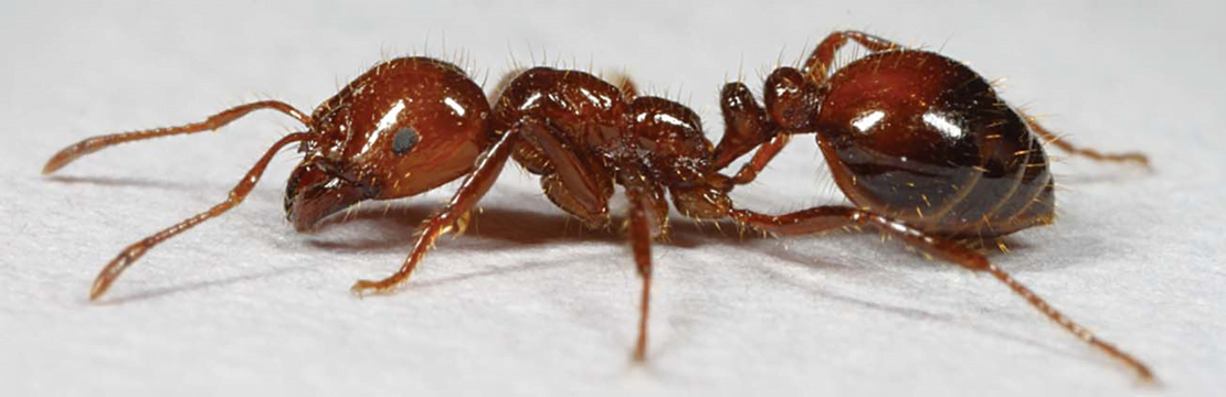 What are the Benefits of Fire Ants