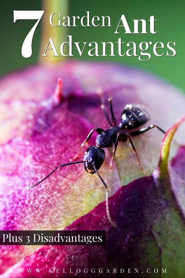 What are the Disadvantages of Ants