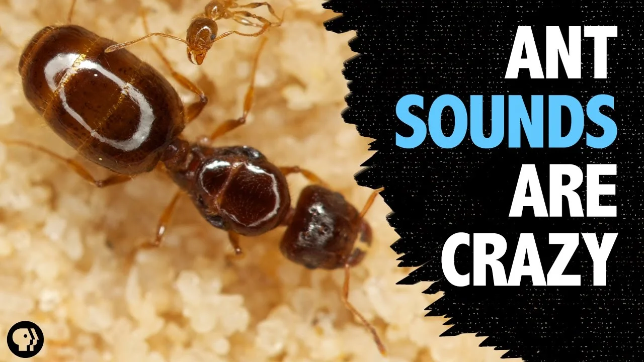 What Do Ants Sound Like?
