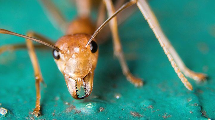 What Happens If a Ant Bites U