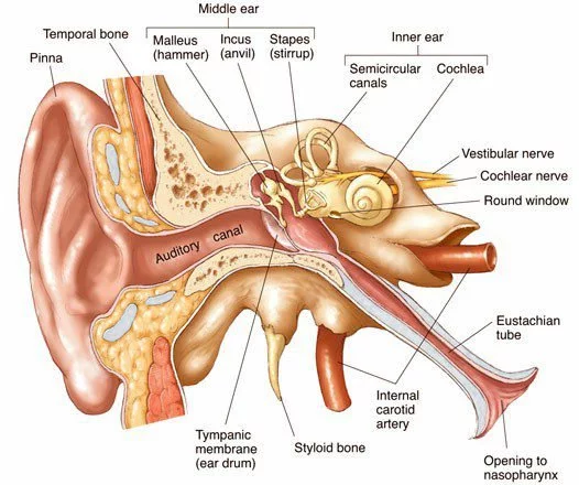 What Happens When Ant Enters the Ear