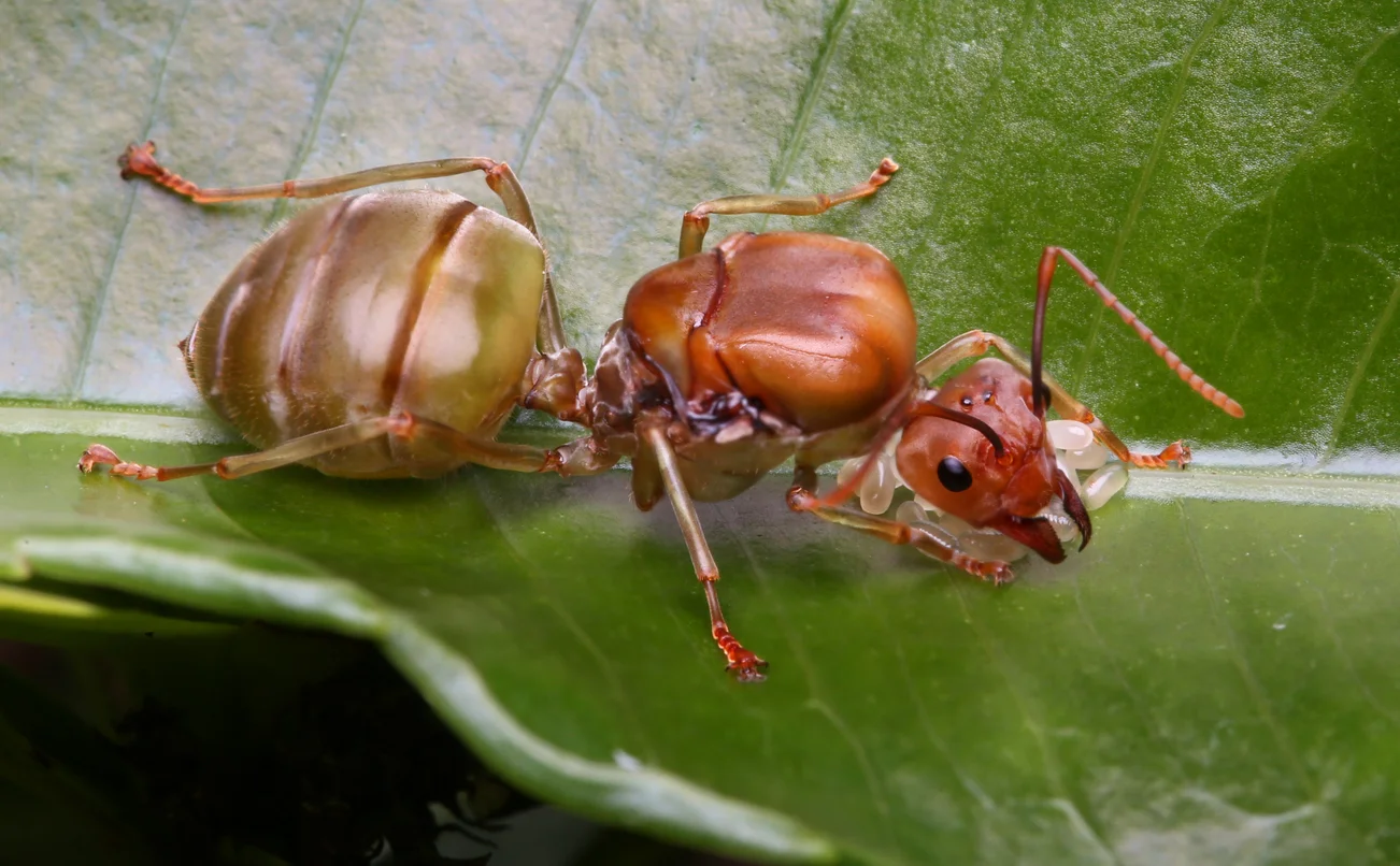 What Happens When Ant Queen Dies