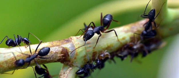 What Helps against Ants