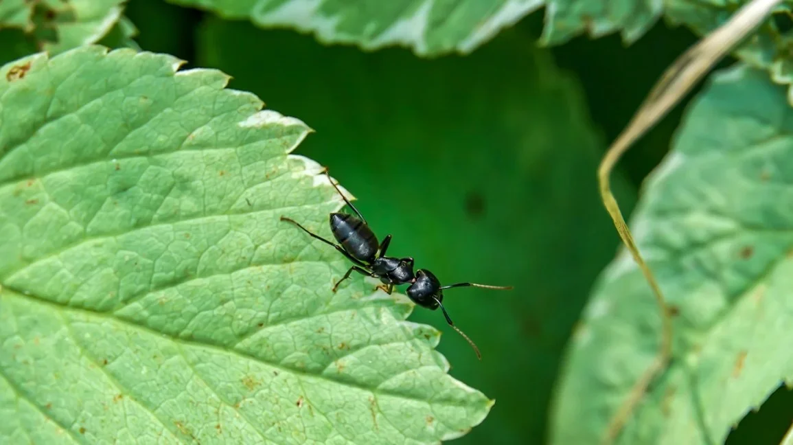 what if a black ant bites you What If a Black Ant Bites You