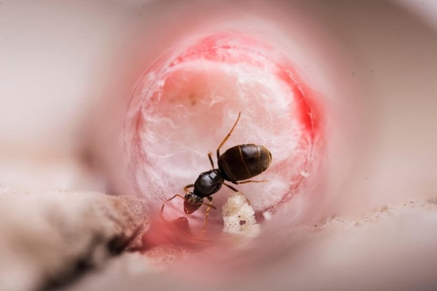 What If a Queen Ant Dies