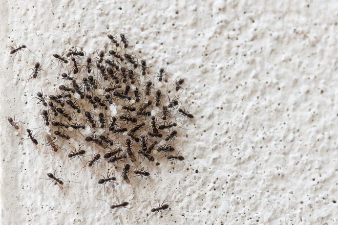 What Stops Ants in Their Tracks