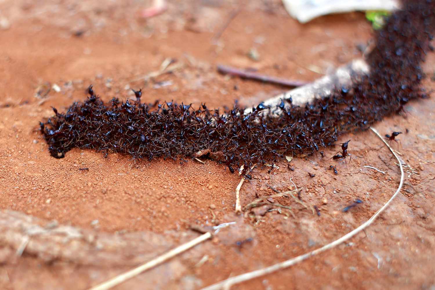 When Do Ant Bites Go Away