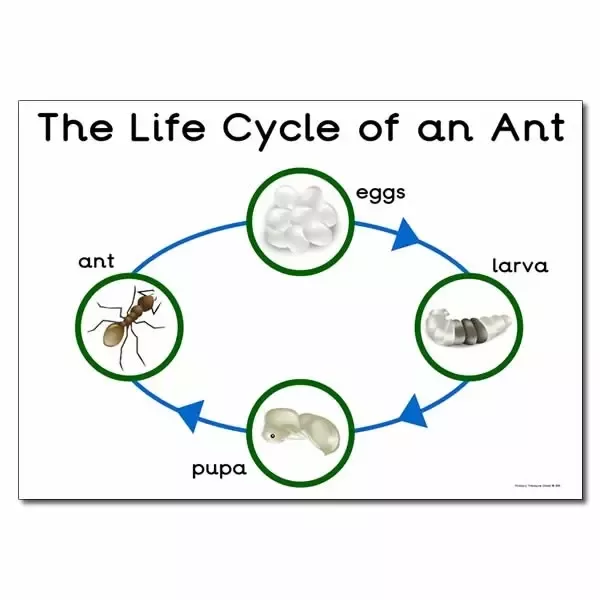 When Do Ant Eggs Hatch