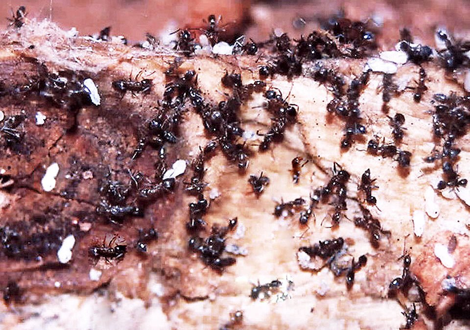 Where Do Ants And Termites Live