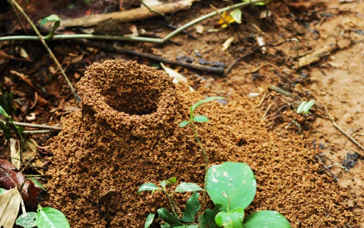 Where Do Ants Live in a House