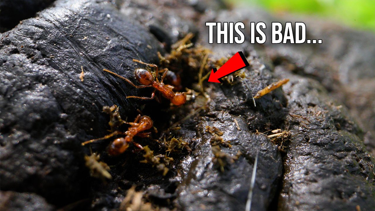 Where Do Ants Poop