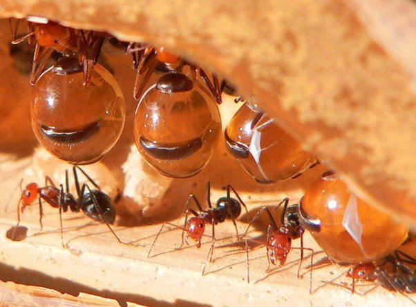 Where Do Ants Store Their Food