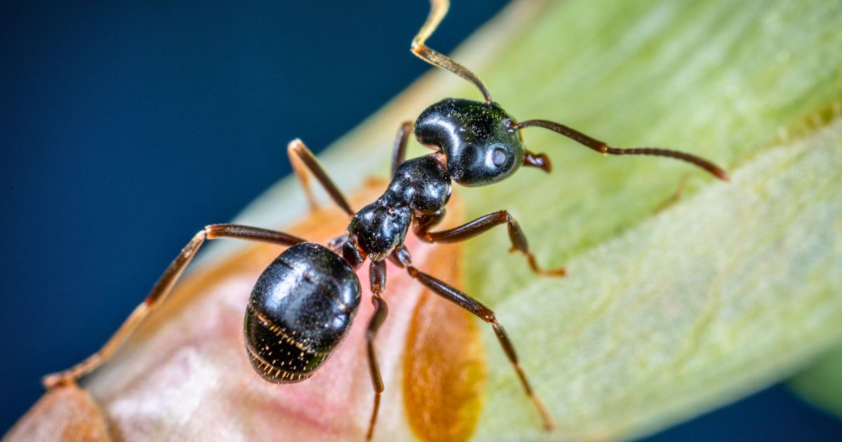 Where Do Ants Typically Live?