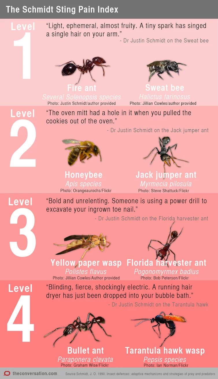 Which Ant Bites Hurt the Most