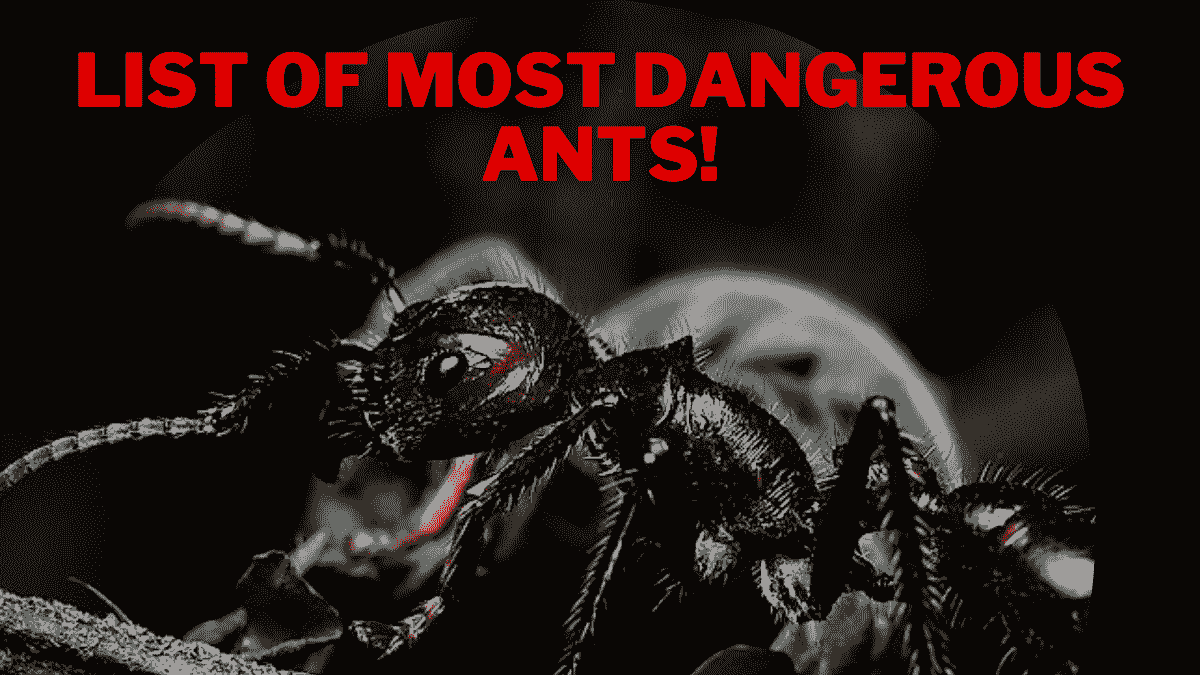 Which Ant is Dangerous