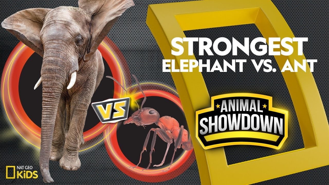 which is stronger ant or elephant Which is Stronger Ant Or Elephant
