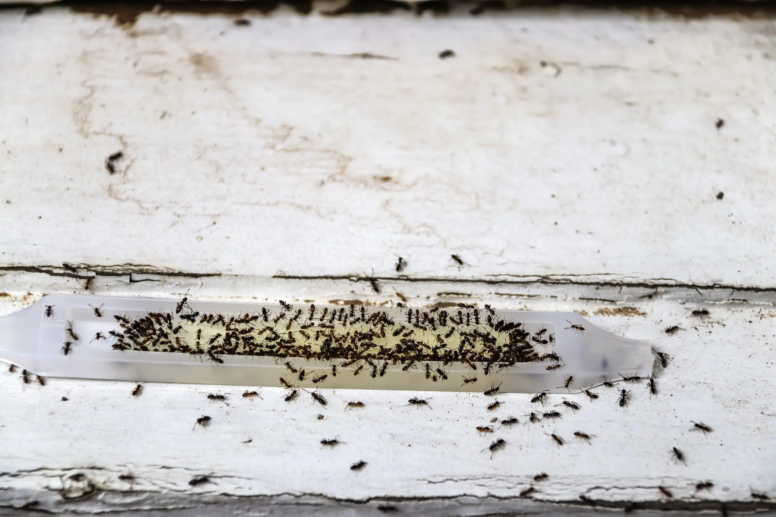 Why Aren'T Ant Traps Working