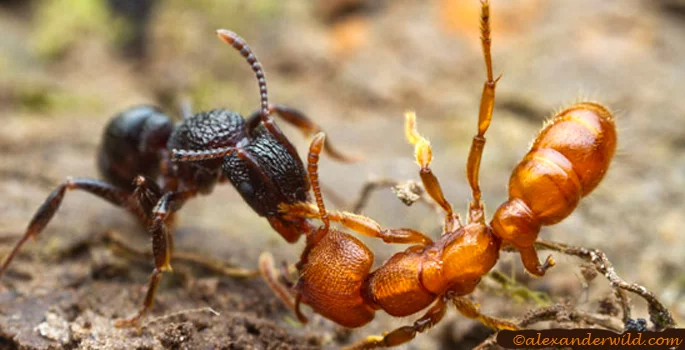 why can ants smell 1 Why Can Ants Smell?