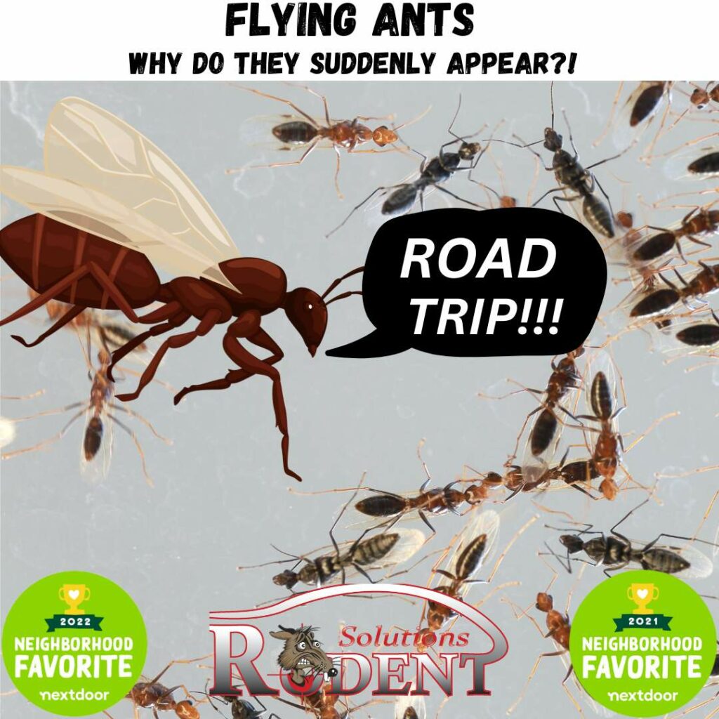 Why Do Ants Suddenly Appear?