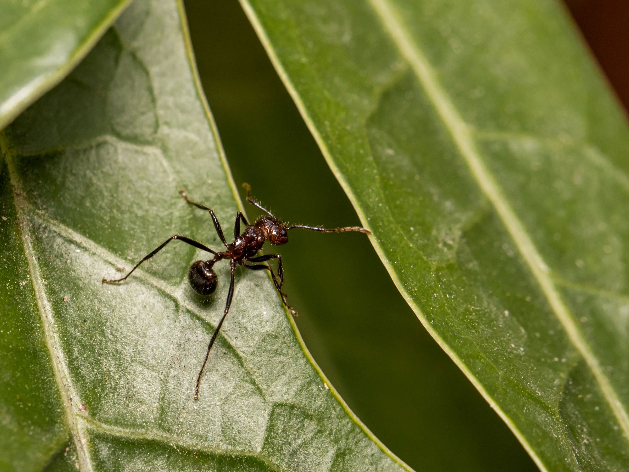 Why Does Ant Blood Smell Weird