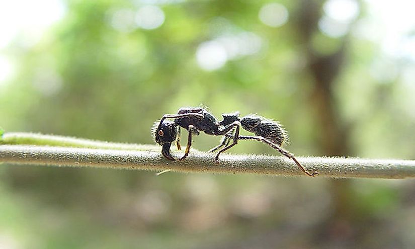 Why is the Bullet Ant Initiation Important
