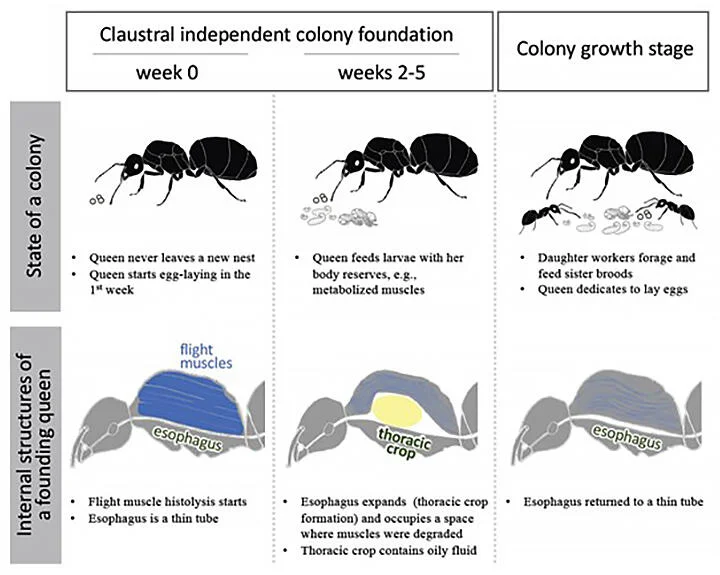 Why is the Queen Ant So Important