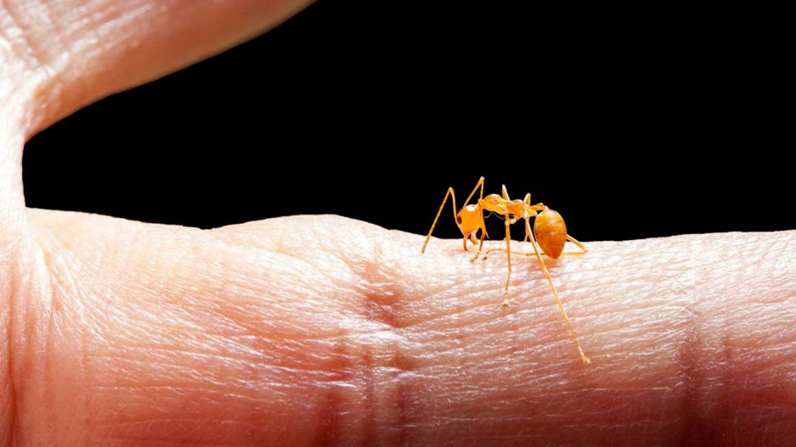 Will Epsom Salt Help Ant Bites