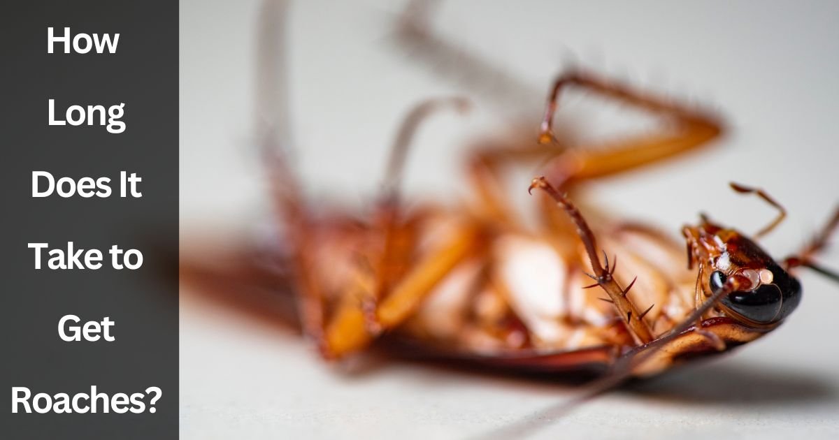 How Long Does It Take to Get Roaches How Long Does It Take to Get Roaches