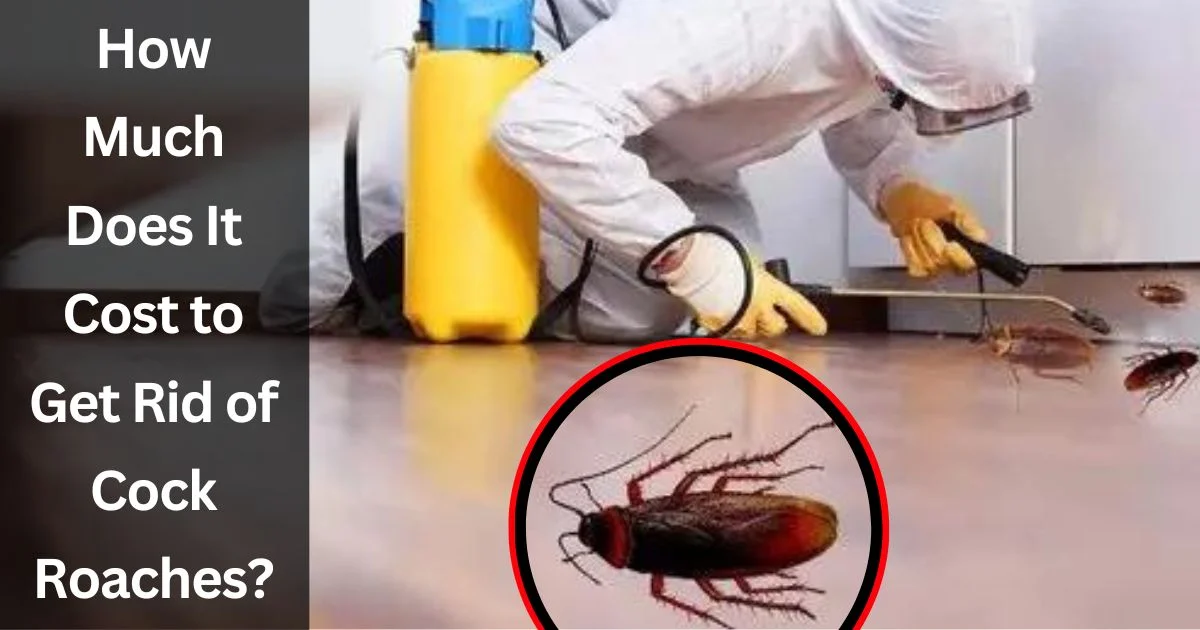How Much Does It Cost to Get Rid of Cock Roaches How Much Does It Cost to Get Rid of Cock Roaches