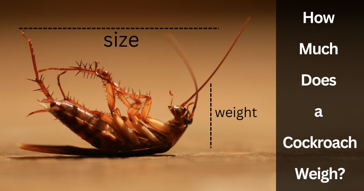 How Much Does a Cockroach Weigh How Much Does a Cockroach Weigh