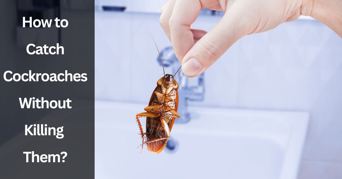 How to Catch Cockroaches Without Killing Them