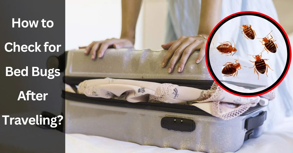 How to Check for Bed Bugs After Traveling