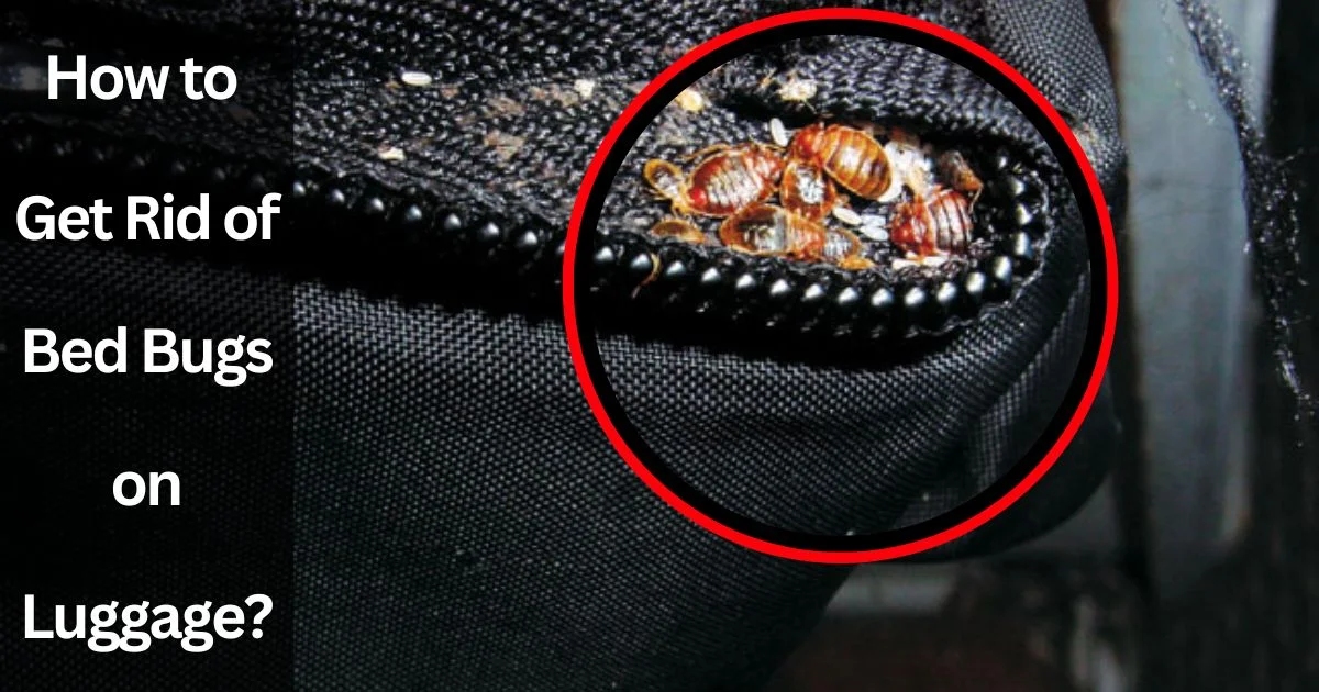 How to Get Rid of Bed Bugs on Luggage