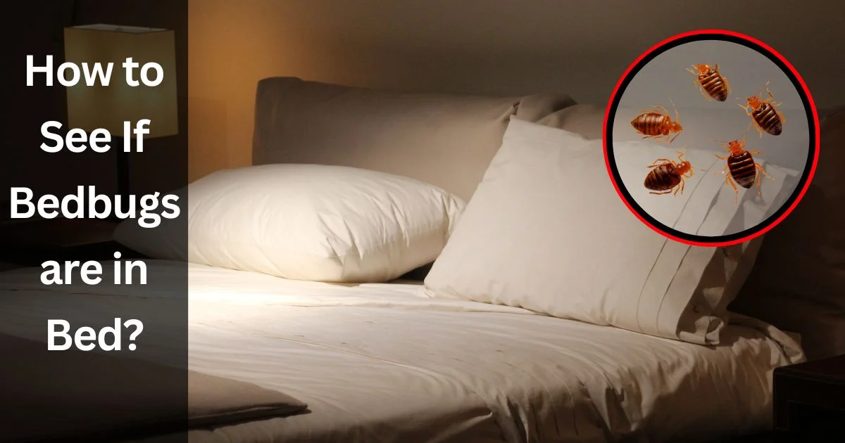 How to See If Bedbugs are in Bed
