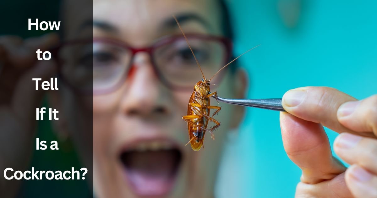 How to Tell If It Is a Cockroach How to Tell If It Is a Cockroach