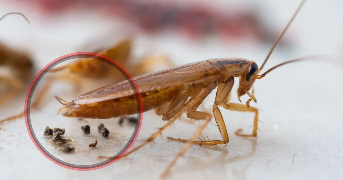 What Does Cockroach Droppings Look Like What Does Cockroach Droppings Look Like