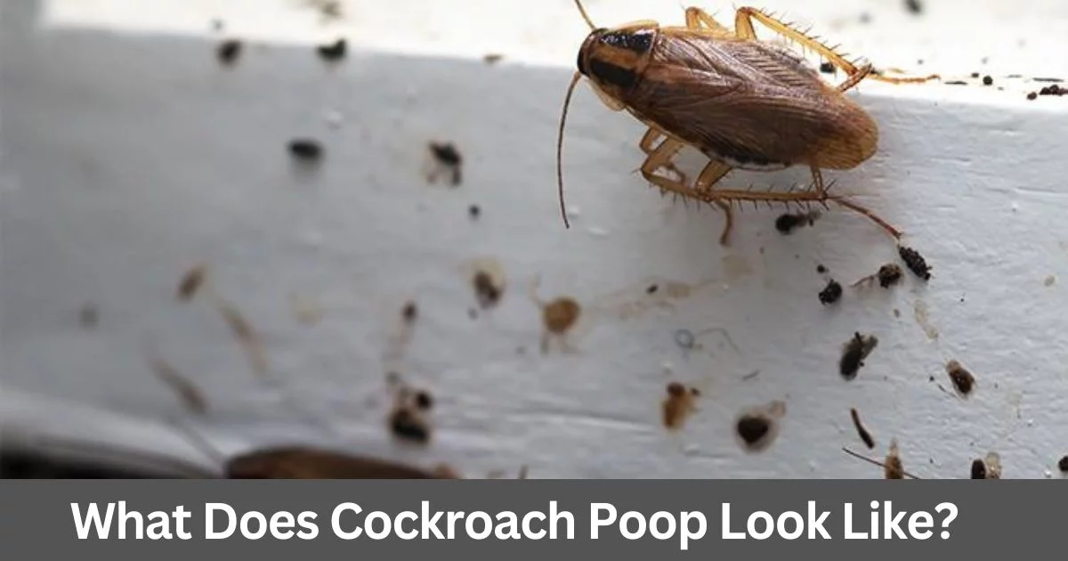 What Does Cockroach Poop Look Like
