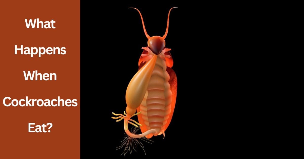 What Happens When Cockroaches Eat