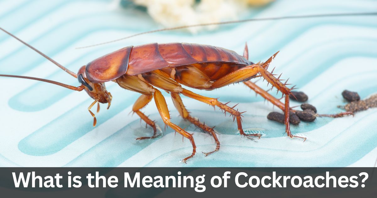 What is the Meaning of Cockroaches