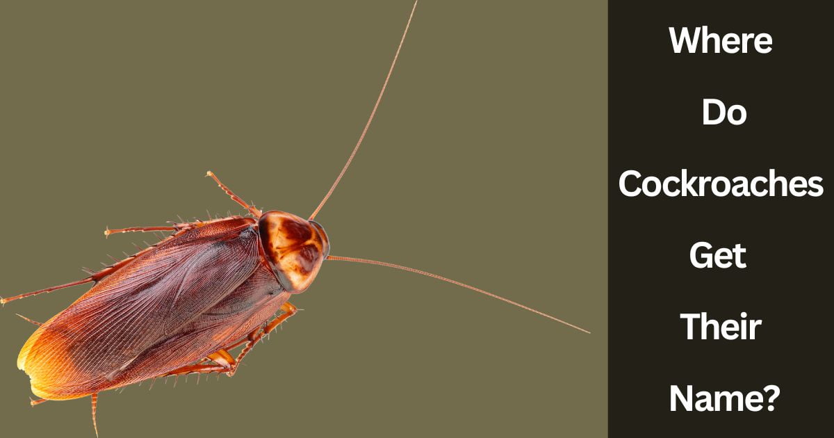 Where Do Cockroaches Get Their Name