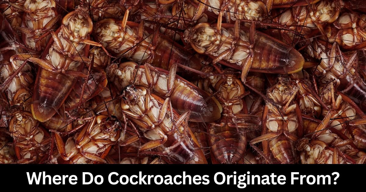 Where Do Cockroaches Originate From