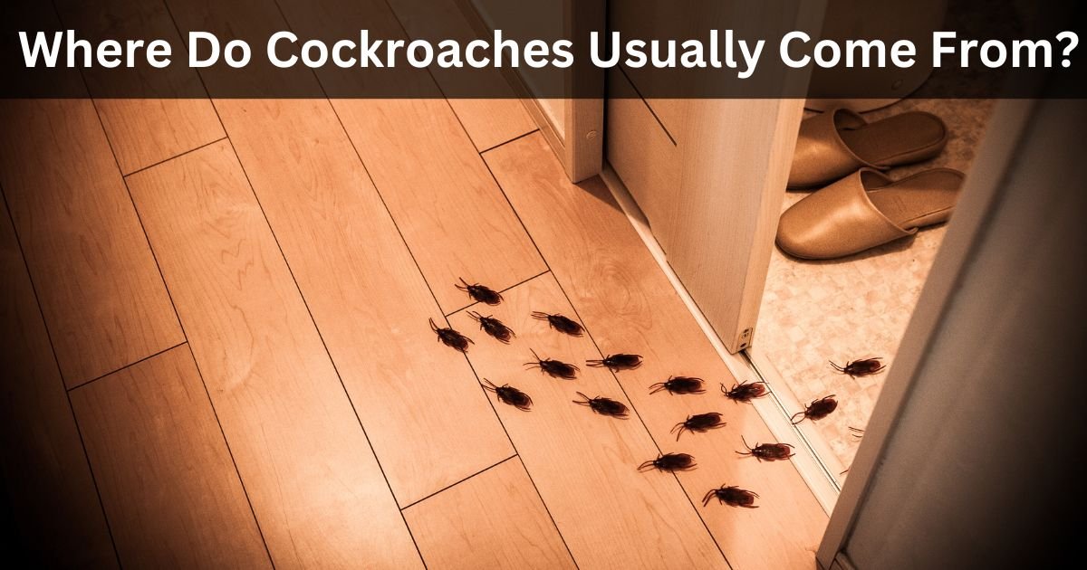 Where Do Cockroaches Usually Come From Where Do Cockroaches Usually Come From