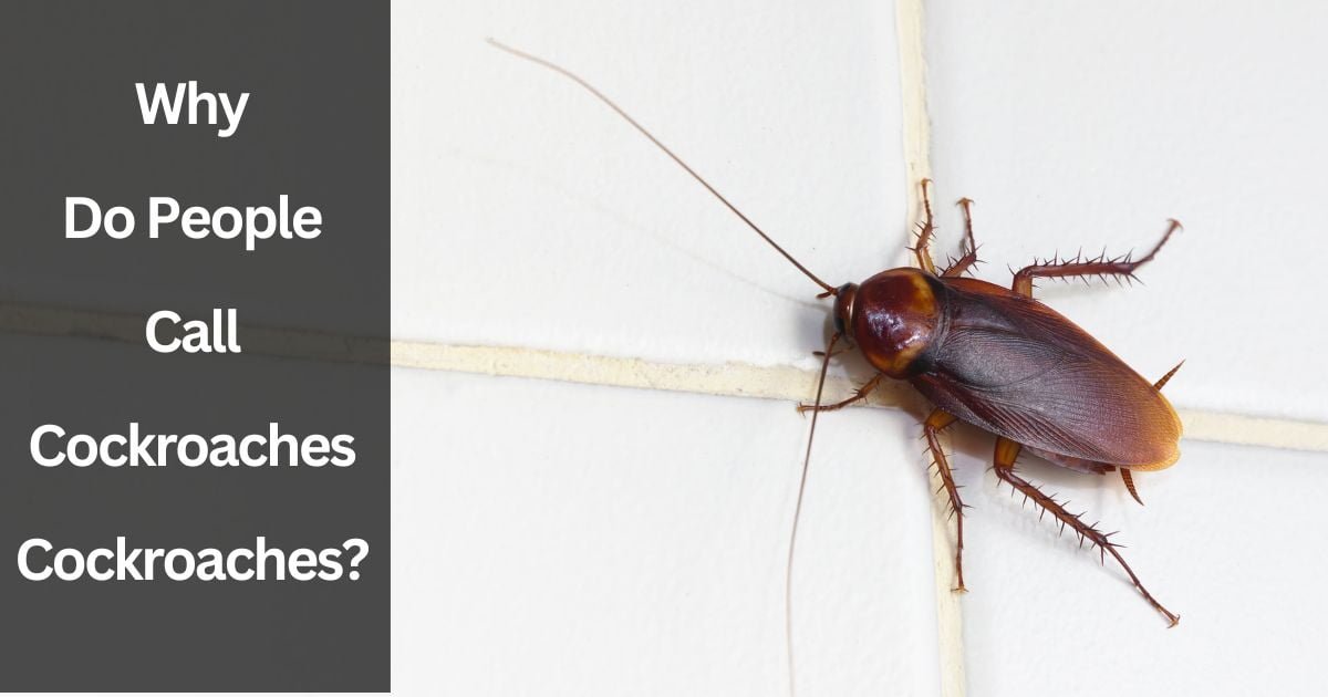 Why Do People Call Cockroaches Cockroaches Why Do People Call Cockroaches Cockroaches