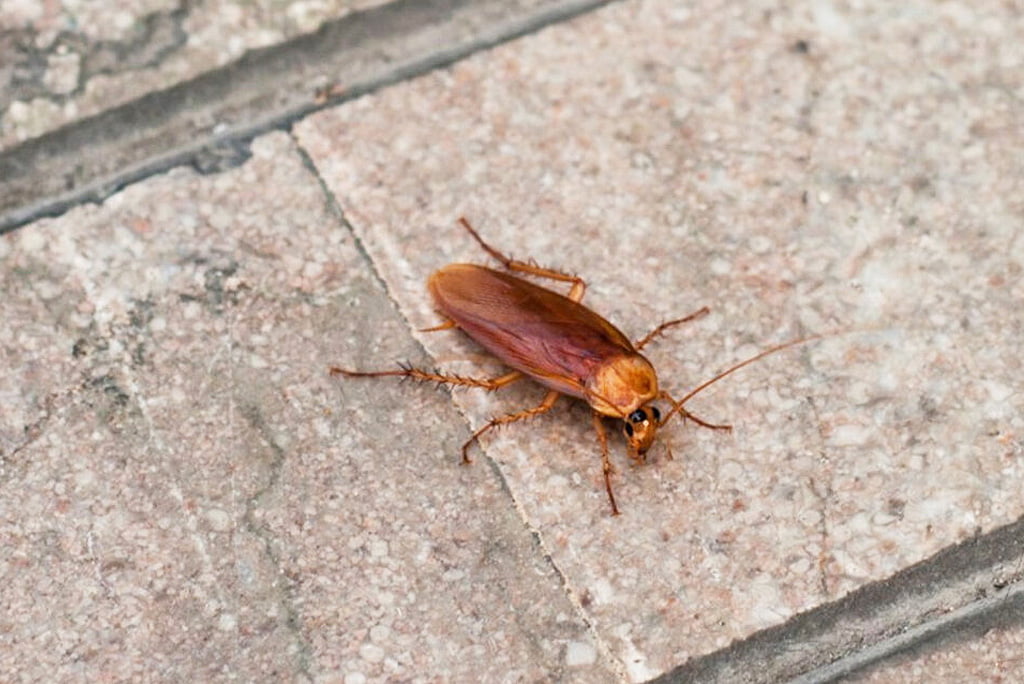 Are There Any Benefits to Roaches?