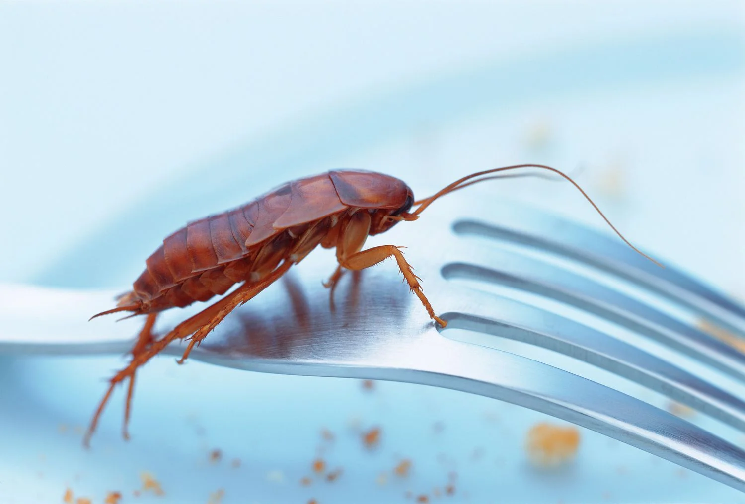 Can You Be Allergic to Cockroaches?
